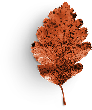 Wunderled Certification 1