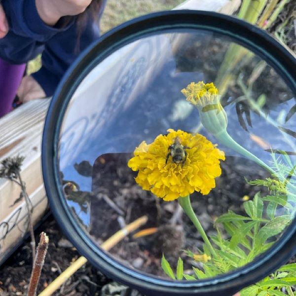 looking at a bee on a marigold flower with a magnifying glass
