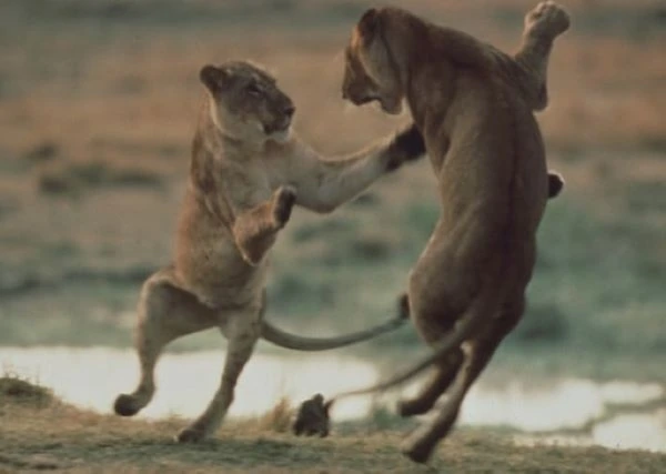Two lionesses' play fighting