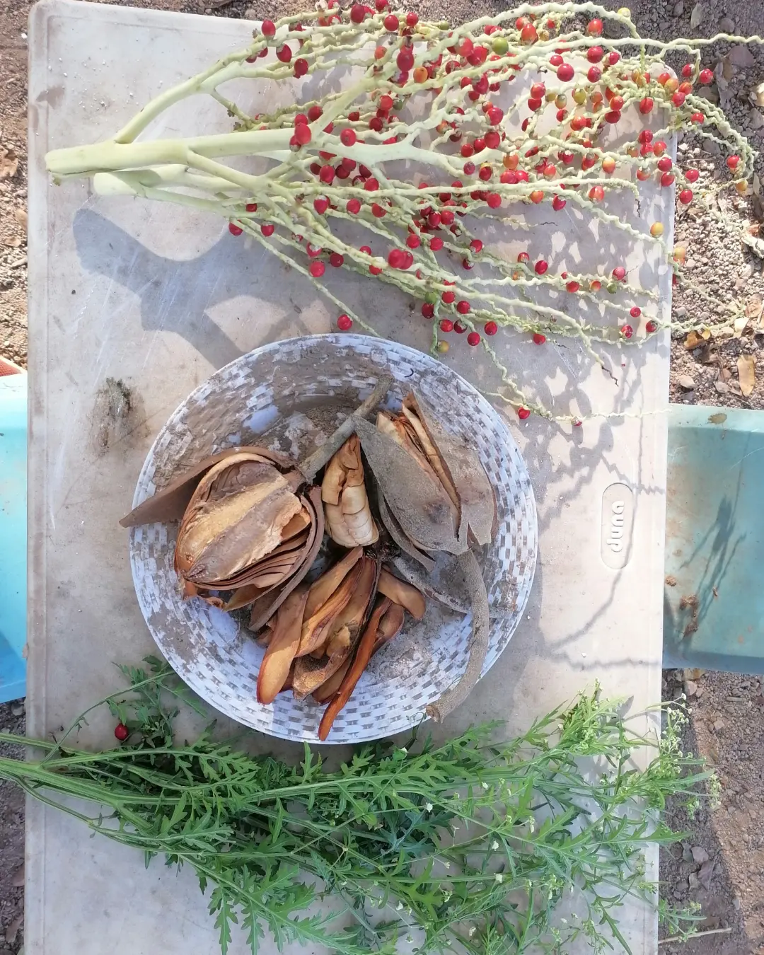 seed pods set up for a mud play invitation