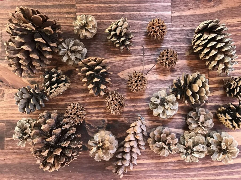 Pinecones for nature based loose parts for the Reggio inspired classroom